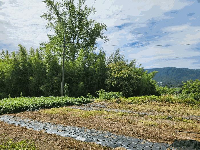 2025타경51889 법원경매 사진3 | 전남 보성군 대지 경매