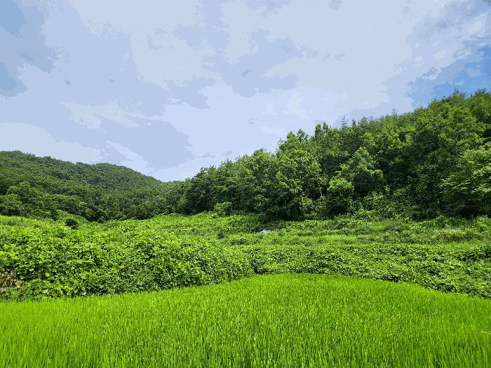 전라남도 보성군 겸백면 운림리 산135 법원경매 물건 대표사진