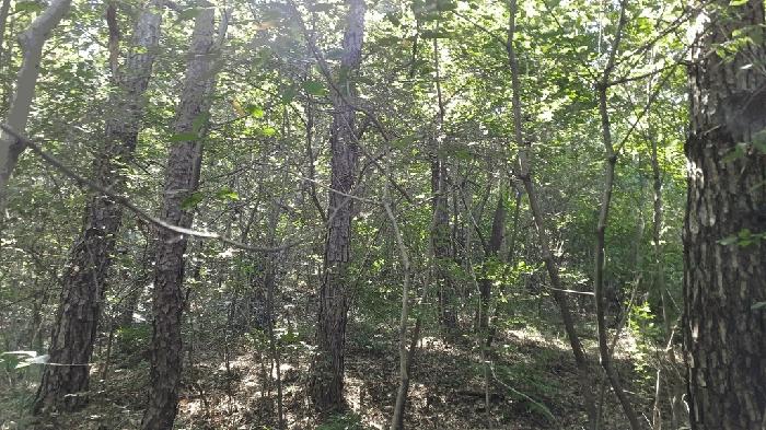 전남 순천시 해룡면 농주리 산154 임야 사진 2