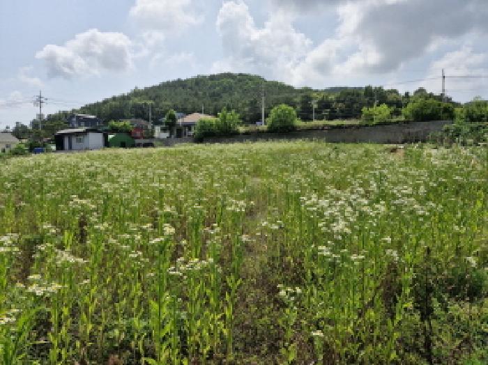 법원경매 2025타경52556 사진12 | 안산시 단원구 대부동동 34-2 전 경매