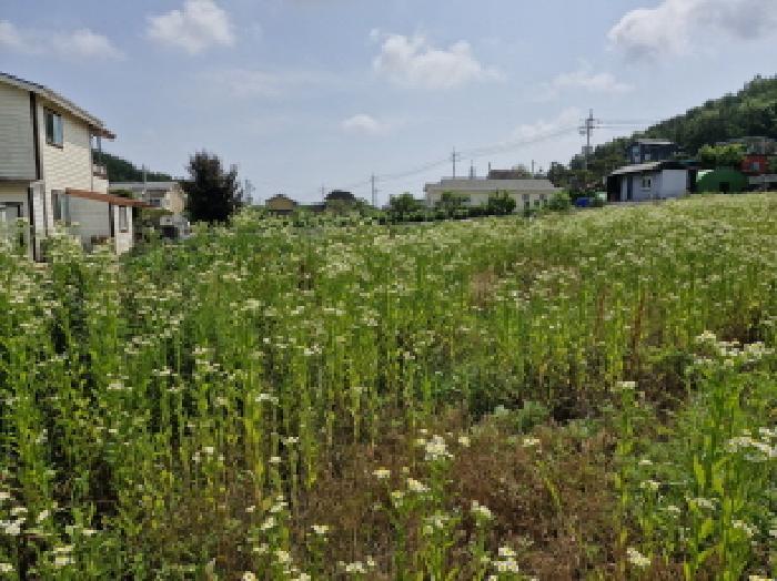 법원경매 2025타경52556 사진13 | 안산시 단원구 대부동동 34-2 전 경매