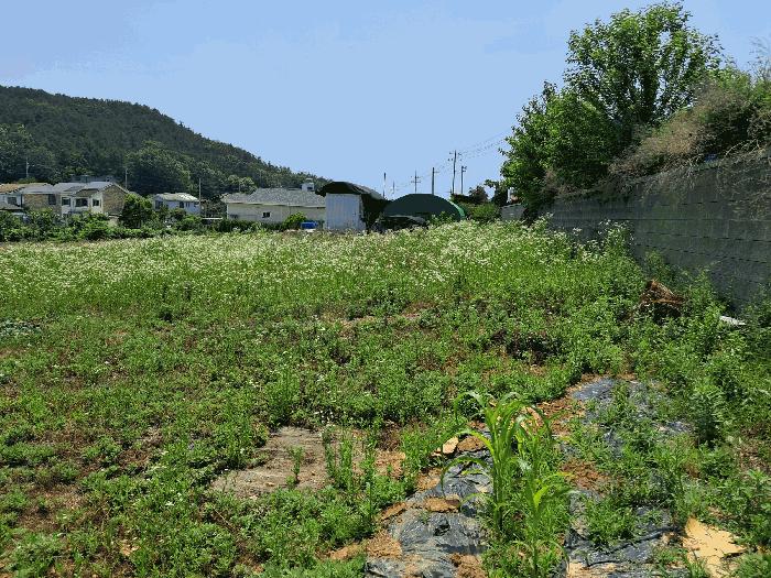 법원경매 2025타경52556 사진2 | 안산시 단원구 대부동동 34-2 전 경매