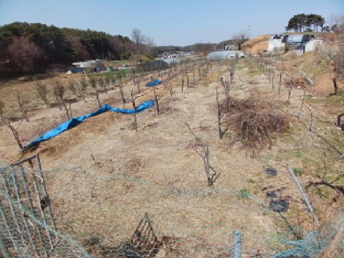 2025타경51149 법원경매 사진35 | 충남 서산시 임야 경매