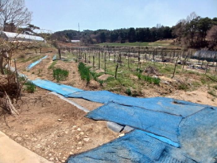 2025타경51149 법원경매 사진34 | 충남 서산시 임야 경매
