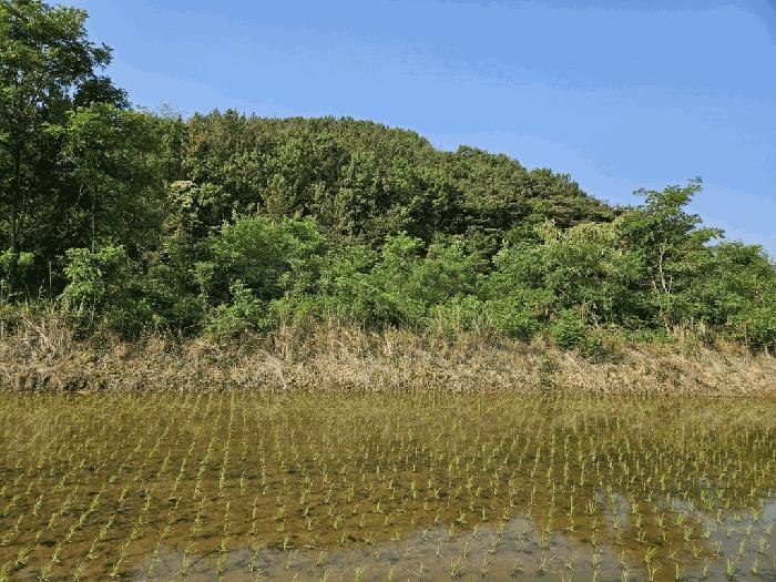 경북 경주시 현곡면 금장리 155 전 경매 물건 사진