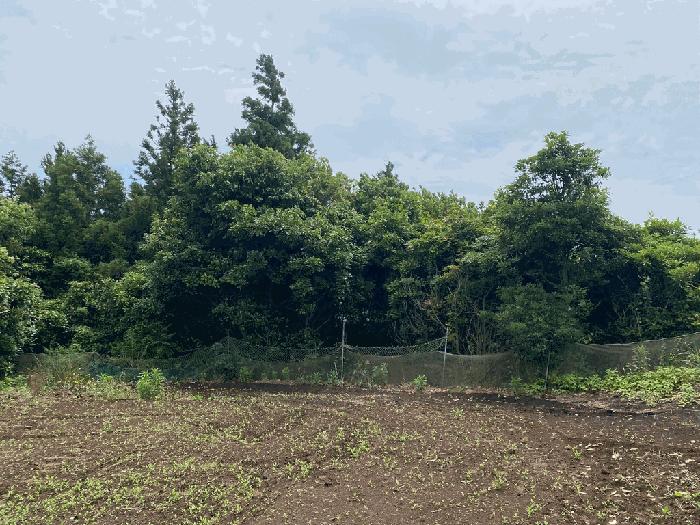 2025타경8237 법원경매 사진4 | 제주 서귀포시 임야 경매