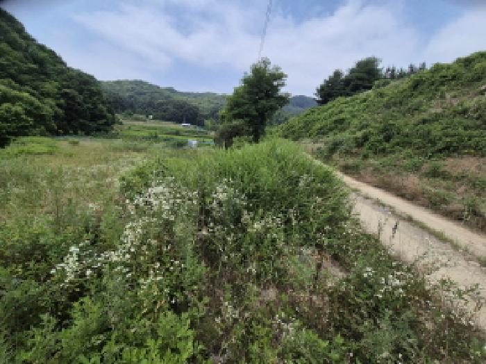 2025타경502787 법원경매 사진5 | 세종 조치원읍 답 경매