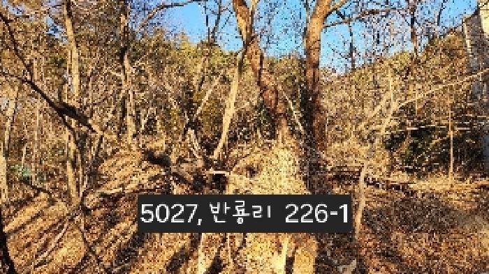 법원경매 2025타경5027 사진18 | 부산 기장군 장안읍 임야 경매