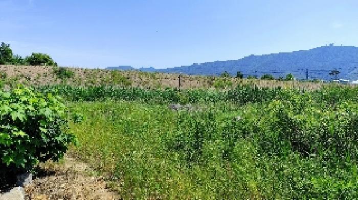 2025타경15759 법원경매 사진9 | 충남 보령시 답 경매