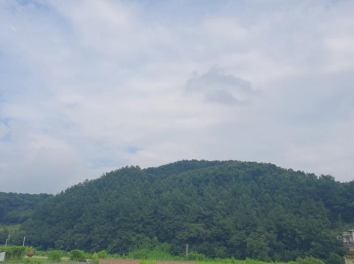 법원경매 2024타경36539 사진6 | 양평군 옥천면 신복리 임야 경매