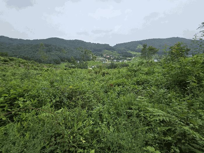 법원경매 2024타경36904 사진5 | 양평군 강상면 세월리 임야 경매