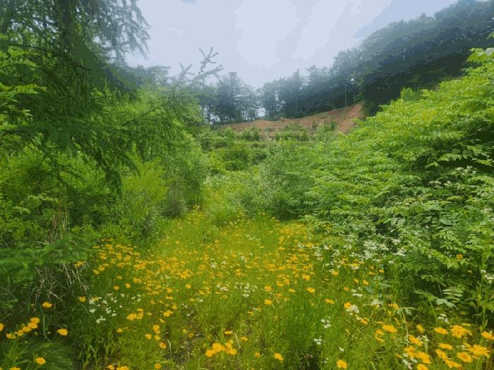 법원경매 2025타경71813 사진3 | 가평군 설악면 사룡리 668-8 대지 경매