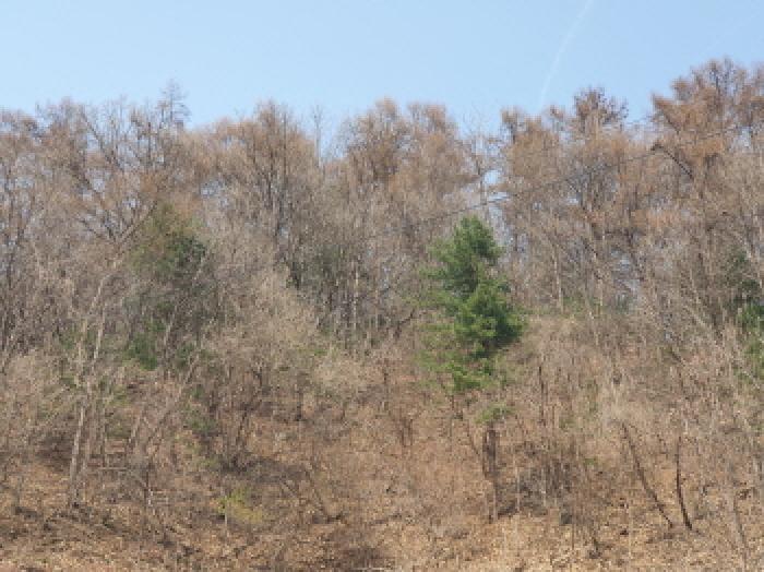 법원경매 2025타경71424 사진5 | 가평군 가평읍 산유리 임야 경매