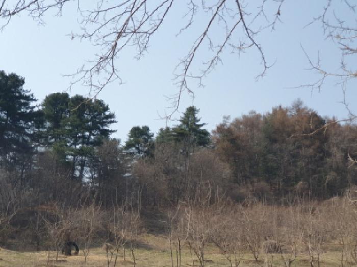 법원경매 2025타경71424 사진6 | 가평군 가평읍 산유리 임야 경매