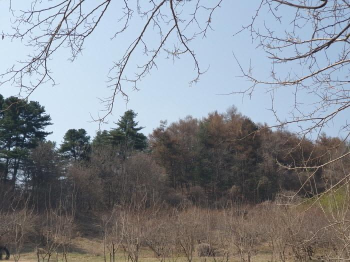 법원경매 2025타경71424 사진7 | 가평군 가평읍 산유리 임야 경매