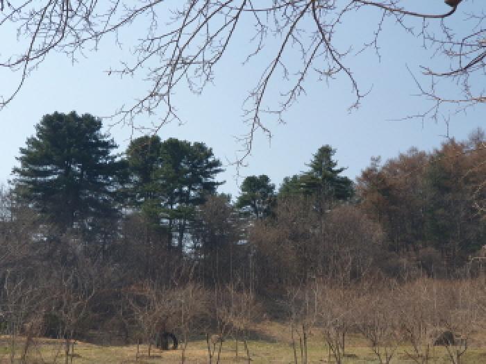 법원경매 2025타경71424 사진8 | 가평군 가평읍 산유리 임야 경매