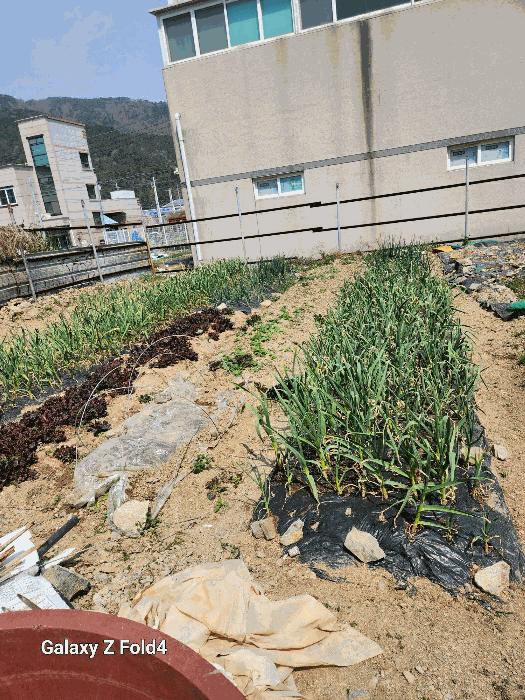 법원경매 2025타경1185 사진4 | 부산 강서구 녹산동 1326-8 대지 경매