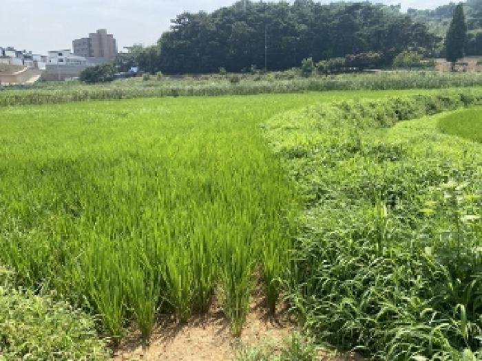 2025타경51534 법원경매 사진4 | 충남 당진시 답 경매