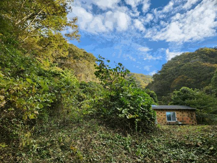 전남 화순군 동복면 가수리 산99-3 임야 사진 3