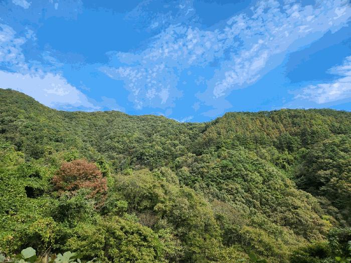 2024타경8063 법원경매 사진11 | 전남 화순군 임야 경매