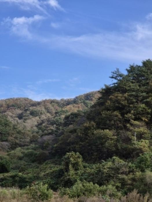 2024타경8063 법원경매 사진21 | 전남 화순군 임야 경매