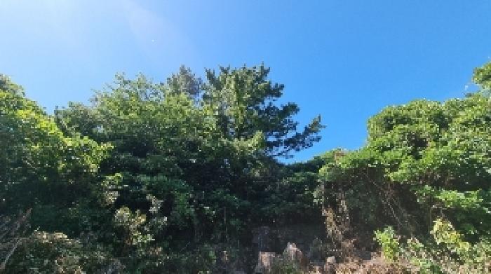 2025타경8285 법원경매 사진7 | 제주 서귀포시 임야 경매