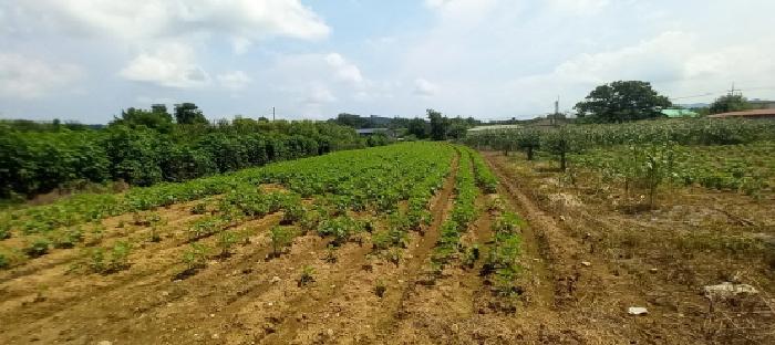 법원경매 2025타경72249 사진5 | 연천군 미산면 삼화리 96 답 경매