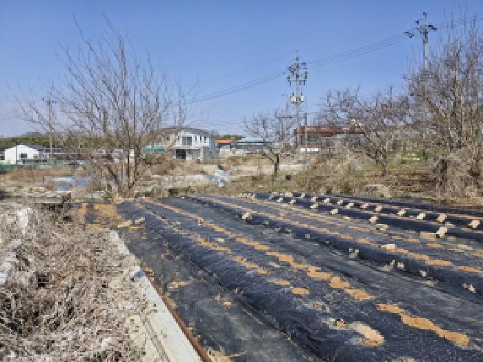 법원경매 2025타경52000 사진7 | 안산시 단원구 대부북동 1303-8 대지 경매