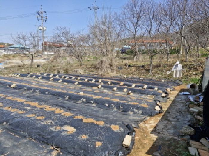 법원경매 2025타경52000 사진8 | 안산시 단원구 대부북동 1303-8 대지 경매