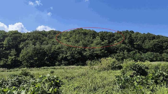 법원경매 2025타경10354 사진12 | 고성군 토성면 운봉리 154-8 임야 경매