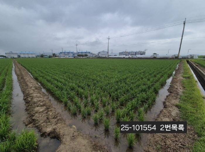 법원경매 2025타경101554 사진11 | 부산 강서구 죽동동 501-3 답 경매