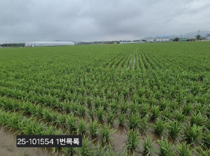 법원경매 2025타경101554 사진8 | 부산 강서구 죽동동 501-3 답 경매