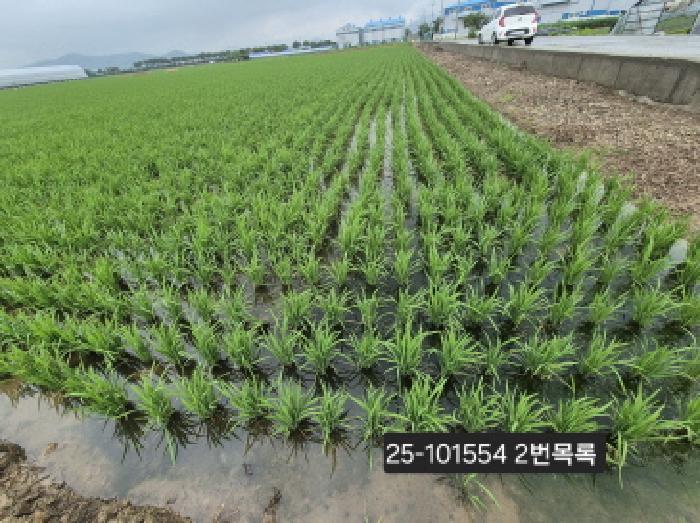 법원경매 2025타경101554 사진12 | 부산 강서구 죽동동 501-1 답 경매