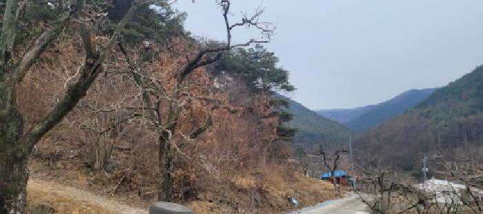 법원경매 2025타경5360 사진6 | 청도군 매전면 하평리 임야 경매