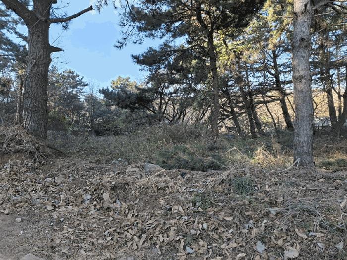 법원경매 2024타경119721 사진5 | 울산 북구 당사동 42 임야 경매