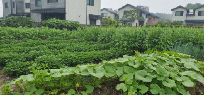 법원경매 2025타경906 사진6 | 경산시 갑제동 540-3 답 경매
