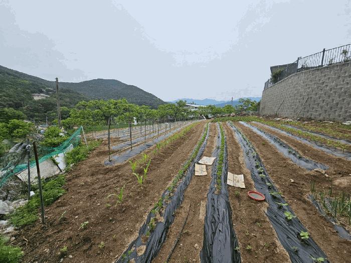 법원경매 2025타경7996 사진4 | 청도군 매전면 전 경매
