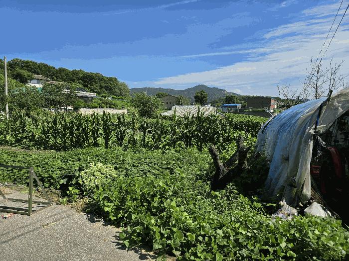 충남 아산시 영인면 창용리 165-1 전 사진 3
