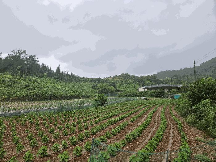 2025타경5385 법원경매 사진4 | 충북 제천시 임야 경매