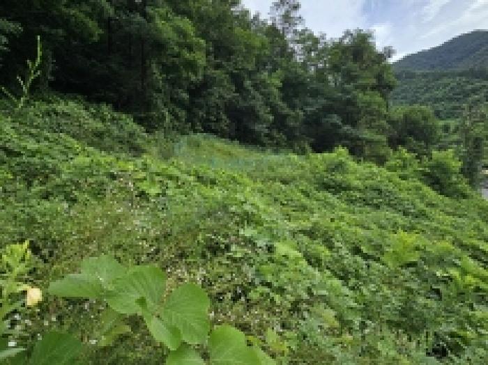 2025타경5387 법원경매 사진34 | 충북 제천시 임야 경매
