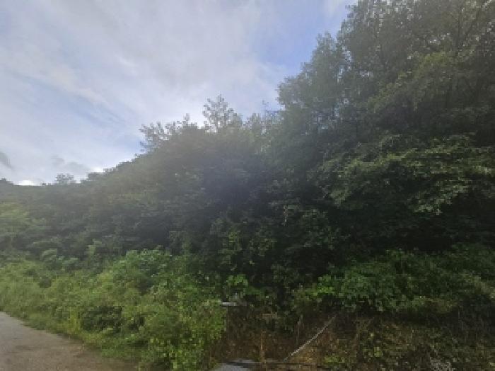 충북 제천시 자작동 산18-1 임야 사진 6