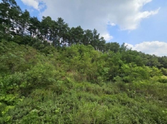 2025타경5401 법원경매 사진47 | 충북 제천시 임야 경매