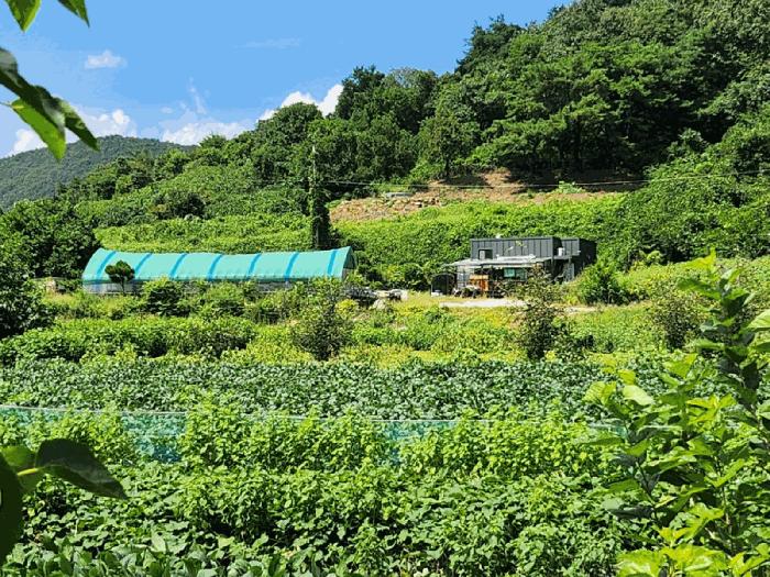 충청북도 단양군 대강면 두음리 301-7 법원경매 물건 대표사진