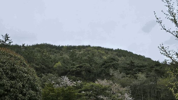 2025타경5236 법원경매 사진3 | 전남 강진군 임야 경매