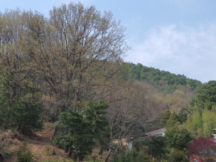 2025타경5236 법원경매 사진6 | 전남 강진군 임야 경매