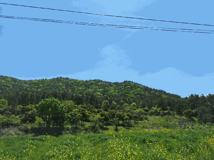 2025타경5251 법원경매 사진6 | 전남 장흥군 임야 경매