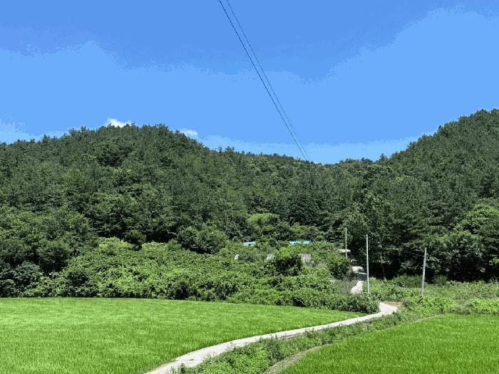 전라남도 장흥군 장동면 조양리 산59-7 법원경매 물건 대표사진