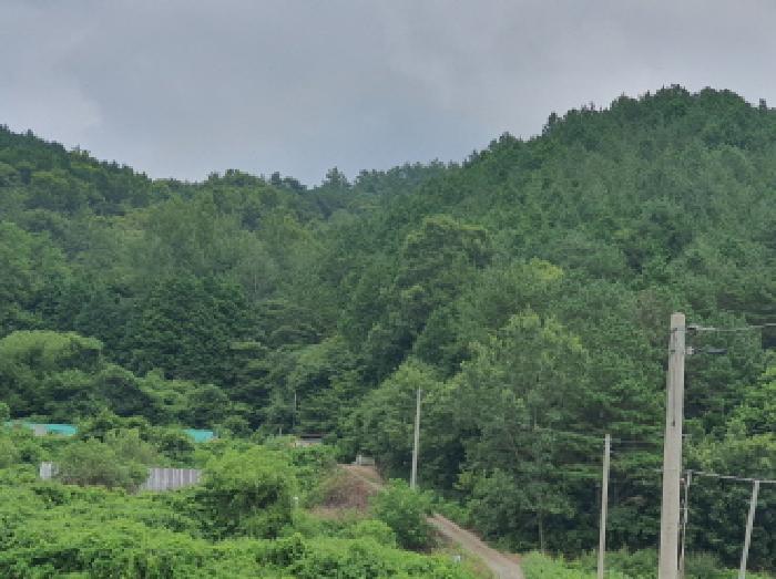 2025타경5298 법원경매 사진3 | 전남 장흥군 임야 경매