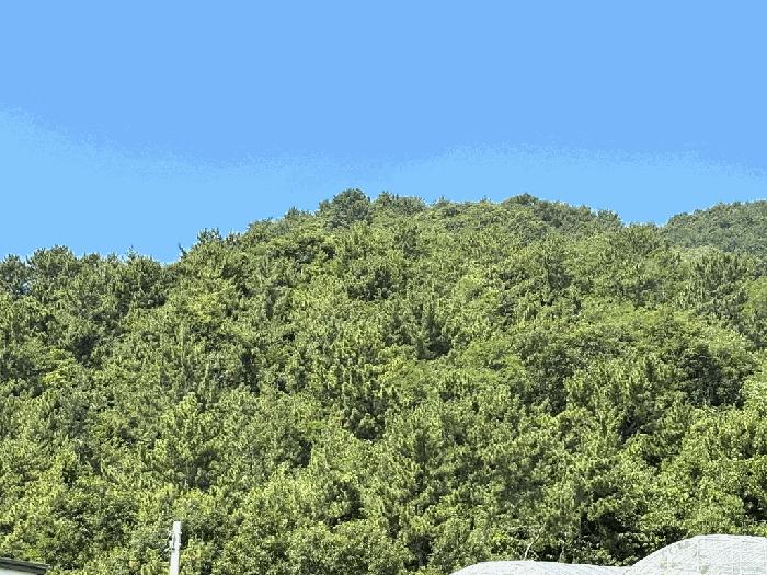 법원경매 2025타경557 사진7 | 고흥군 남양면 월정리 466 전 경매