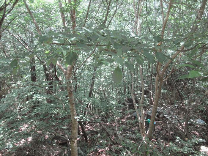 2025타경51914 법원경매 사진4 | 전남 구례군 임야 경매